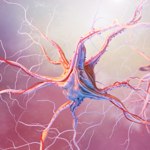 Nervous System