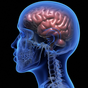 cranial nerve